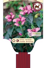 Turtlehead Tiny Tortuga - Chelone 1gal