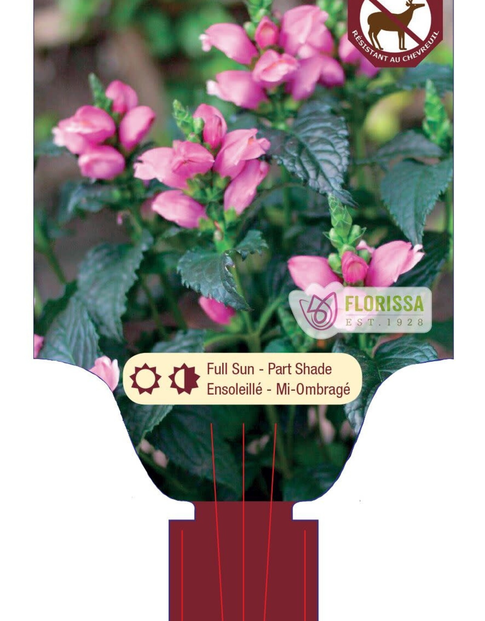 Turtlehead Tiny Tortuga - Chelone 1gal