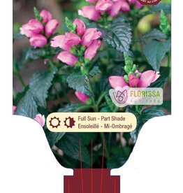 Turtlehead Tiny Tortuga - Chelone 1gal