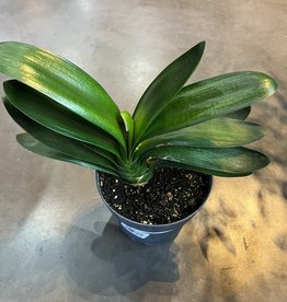 Clivia Orange 15cm