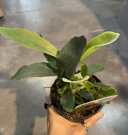 Fern Staghorn - Platycerium