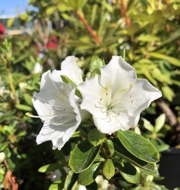 Azalea Girards Pleasant White 3 gal