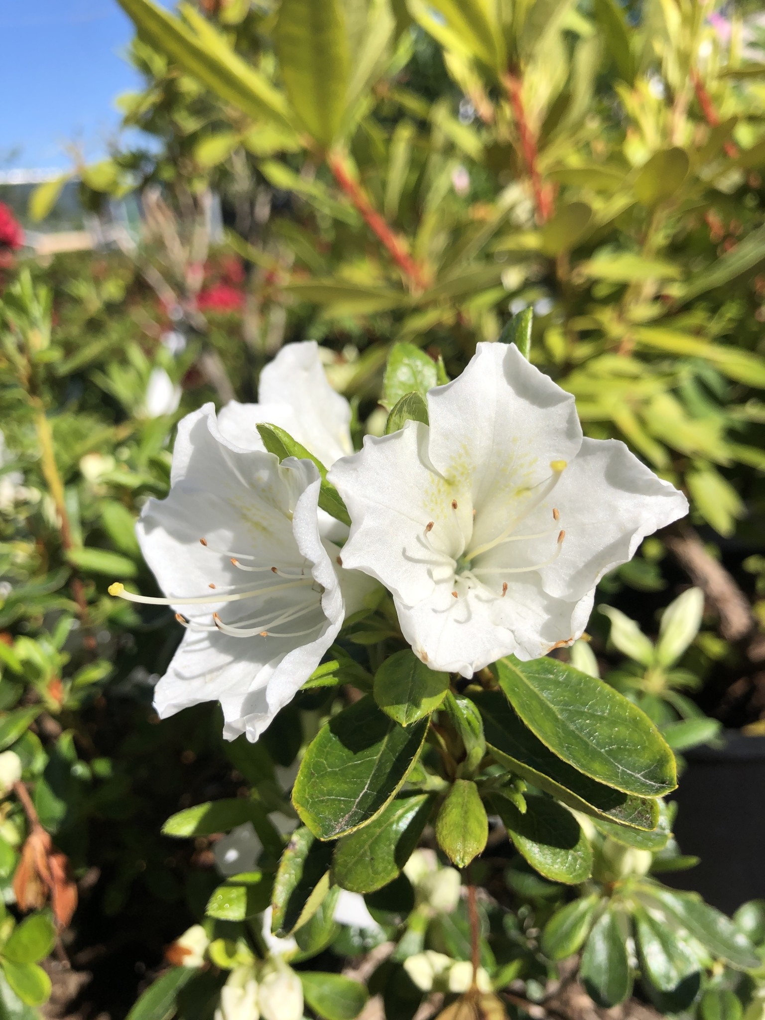 Azalea Girards Pleasant White 3 gal Deluxe Garden Centre & Landscape