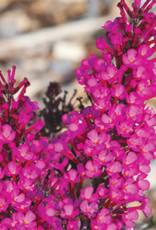 Proven Winners Buddleia Buzz