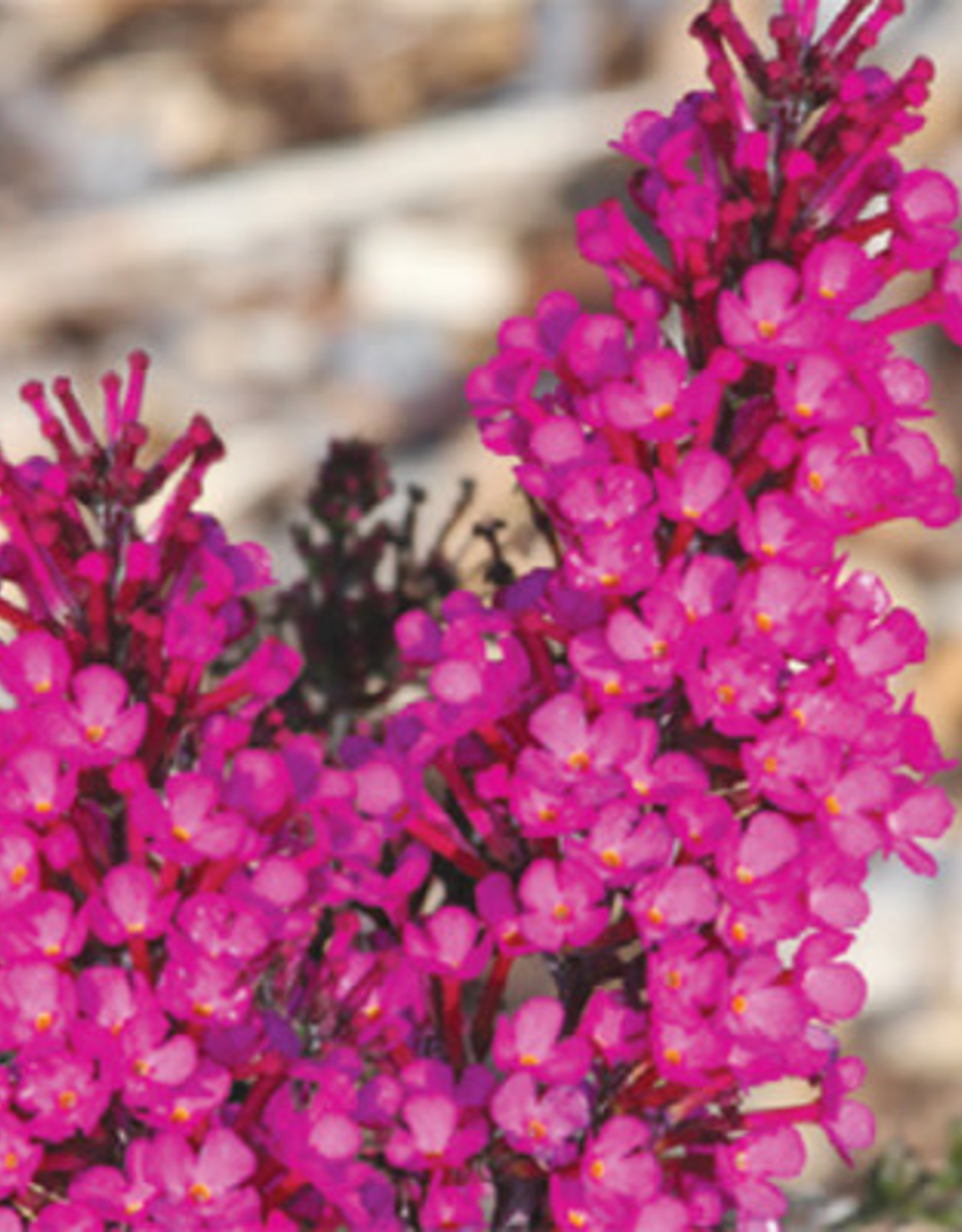 Proven Winners Buddleia Buzz