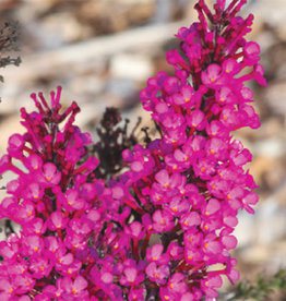 Proven Winners Buddleia Buzz