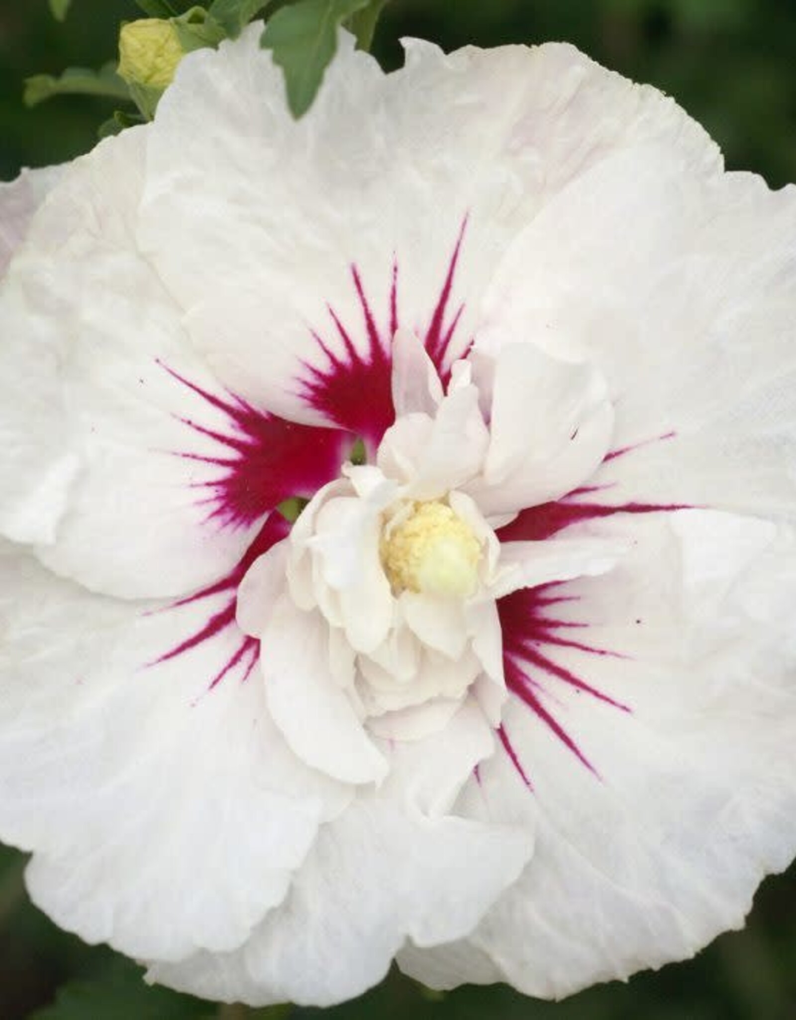 First Editions Hibiscus syriacus Bali 5 gal