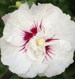 First Editions Hibiscus syriacus Bali 5 gal