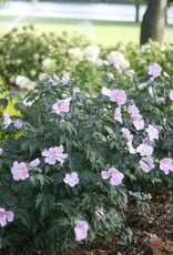 Proven Winners Hibiscus syriacus Pollypetite 2gal