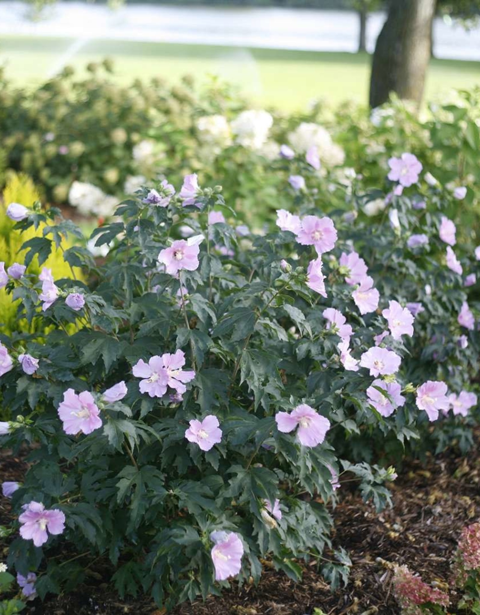 Proven Winners Hibiscus syriacus Pollypetite 2gal