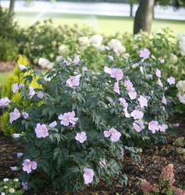 Proven Winners Hibiscus syriacus Pollypetite 2 gal
