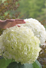 Proven Winners Hydrangea arborescens Incrediball 2gal