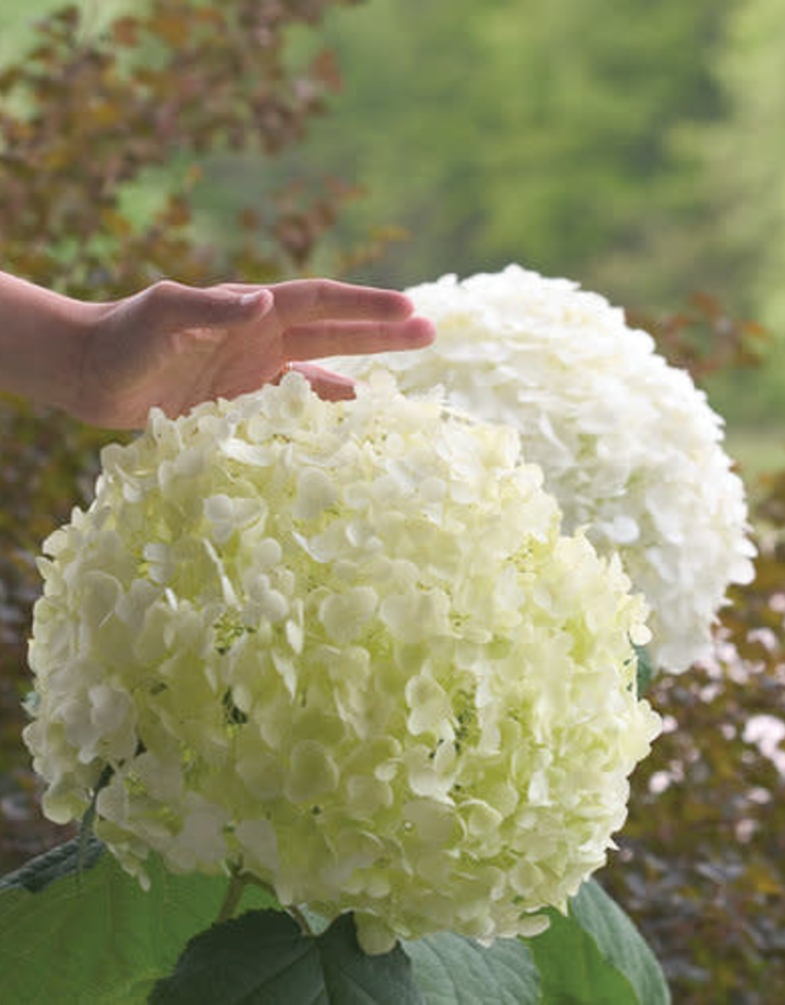 Proven Winners Hydrangea arborescens Incrediball 2gal