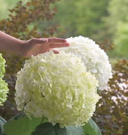 Proven Winners Hydrangea arborescens Incrediball 2gal