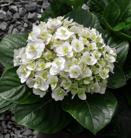 Hydrangea macrophylla Wedding Gown 2 gal