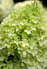 Proven Winners Hydrangea Limelight 2gal