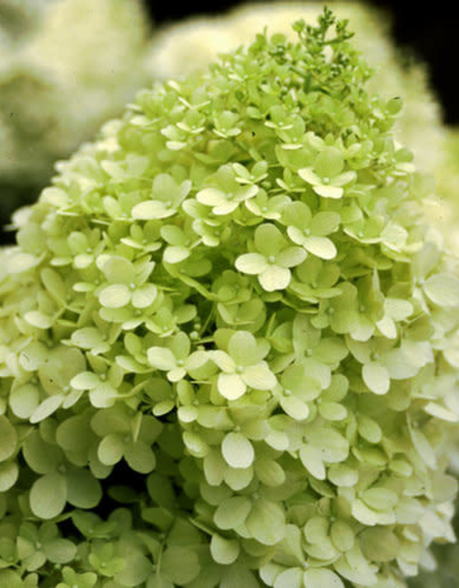 Proven Winners Hydrangea Limelight 2gal