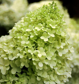 Proven Winners Hydrangea Limelight 2gal