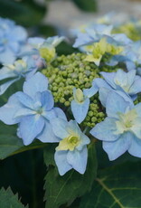 Proven Winners Hydrangea Tuff Stuff Ah Ha 2 gal