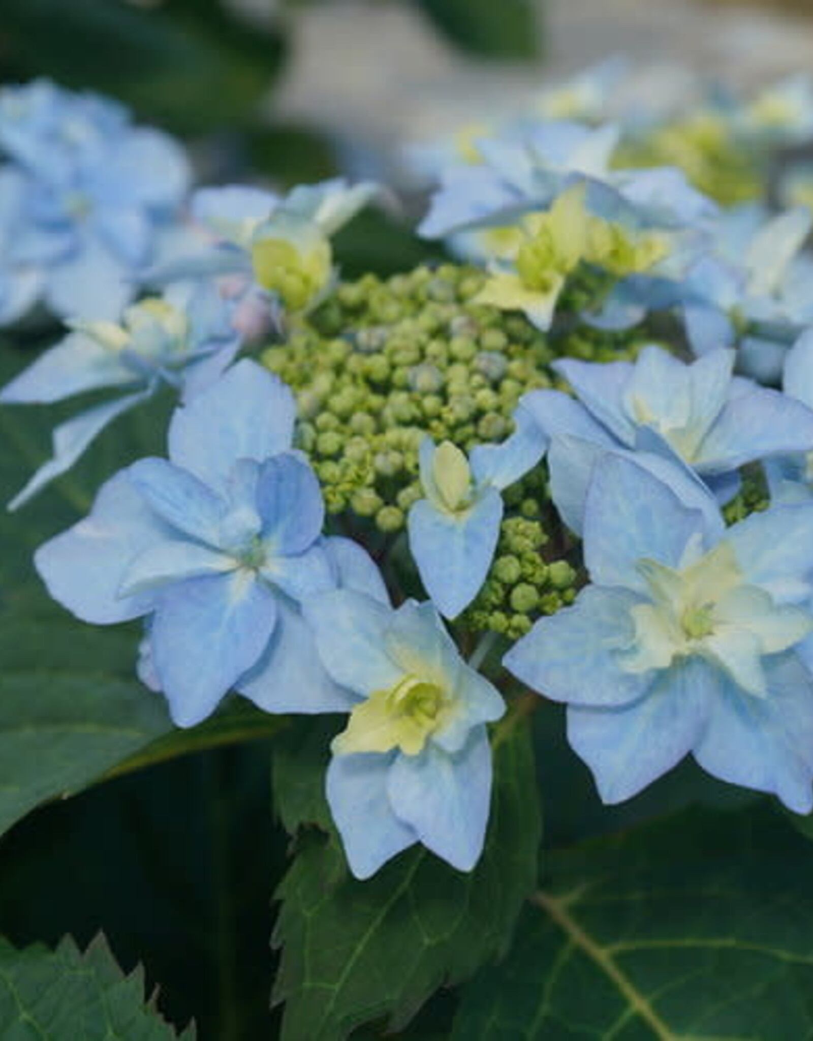 Proven Winners Hydrangea Tuff Stuff Ah Ha 2 gal