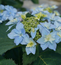 Proven Winners Hydrangea Tuff Stuff Ah Ha 2 gal