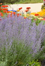 Proven Winners Russian Sage - Perovskia - Denim 'n Lace 1 gal