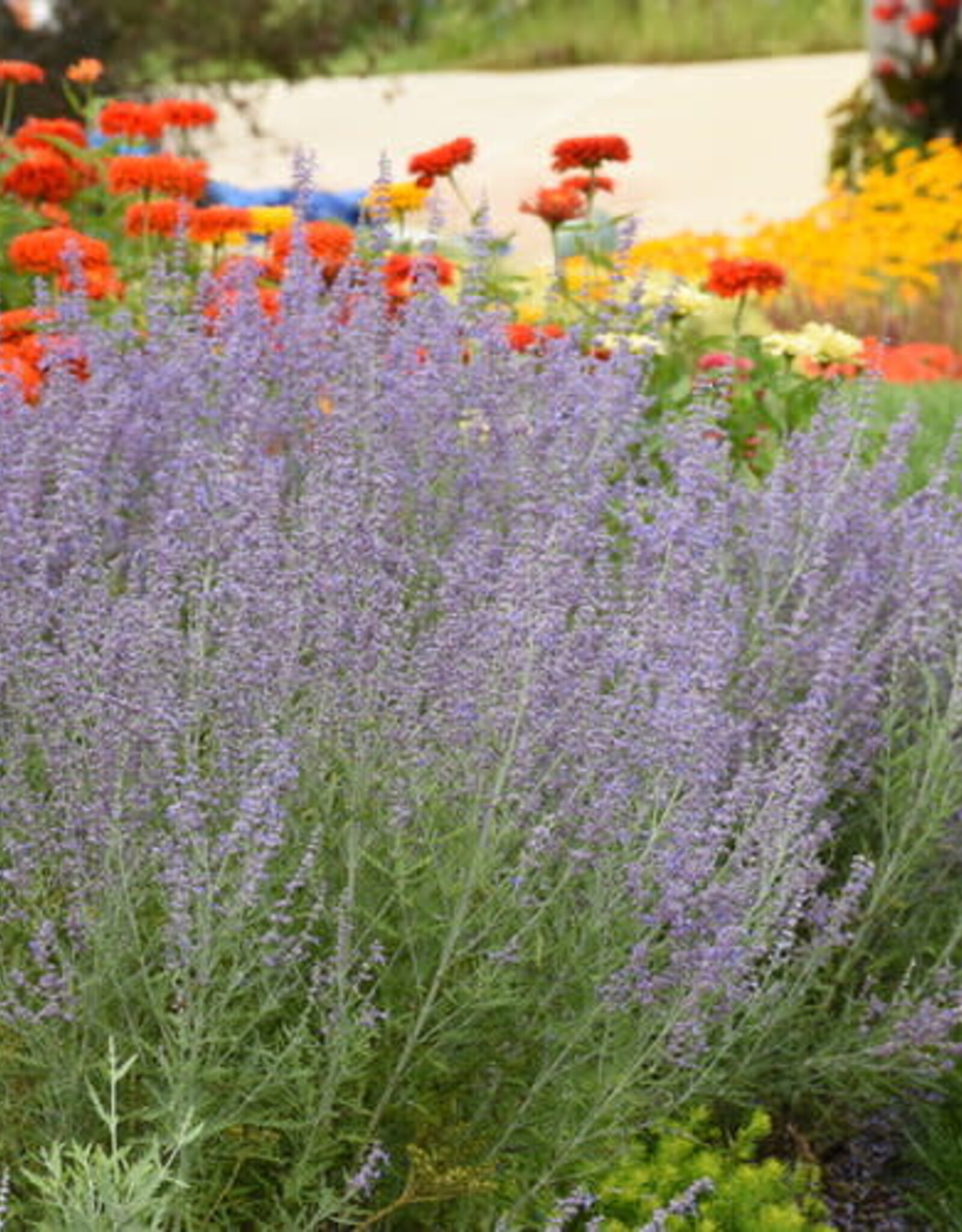 Proven Winners Russian Sage - Perovskia - Denim 'n Lace 1 gal
