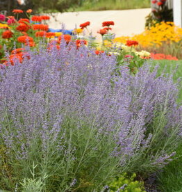 Proven Winners Russian Sage - Perovskia - Denim 'n Lace 1 gal