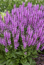Proven Winners Salvia Color Spires Back to the Fuchsia 1gal