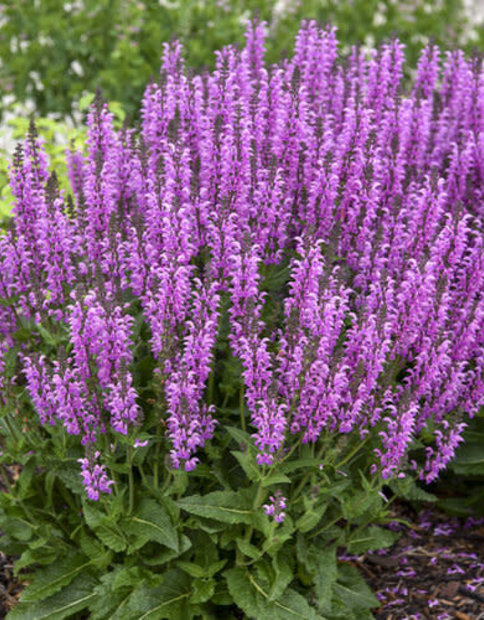 Proven Winners Salvia Color Spires Back to the Fuchsia 1gal