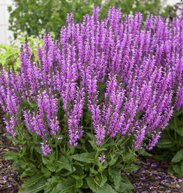 Proven Winners Salvia Color Spires Back to the Fuchsia
