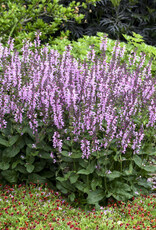 Proven Winners Salvia Color Spires Pink Dawn 1 gal