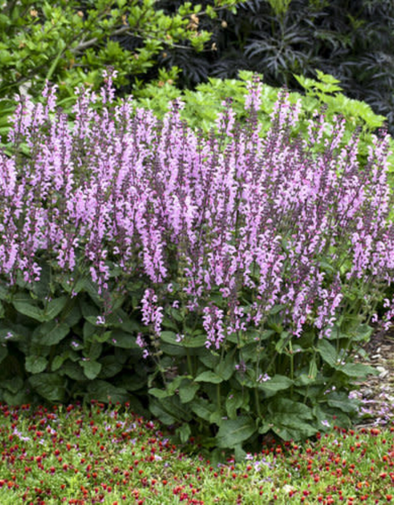 Proven Winners Salvia Color Spires Pink Dawn 1 gal