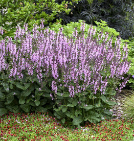 Proven Winners Salvia Color Spires Pink Dawn 1 gal