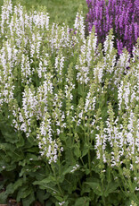 Proven Winners Salvia Color Spires Snow Kiss 1gal