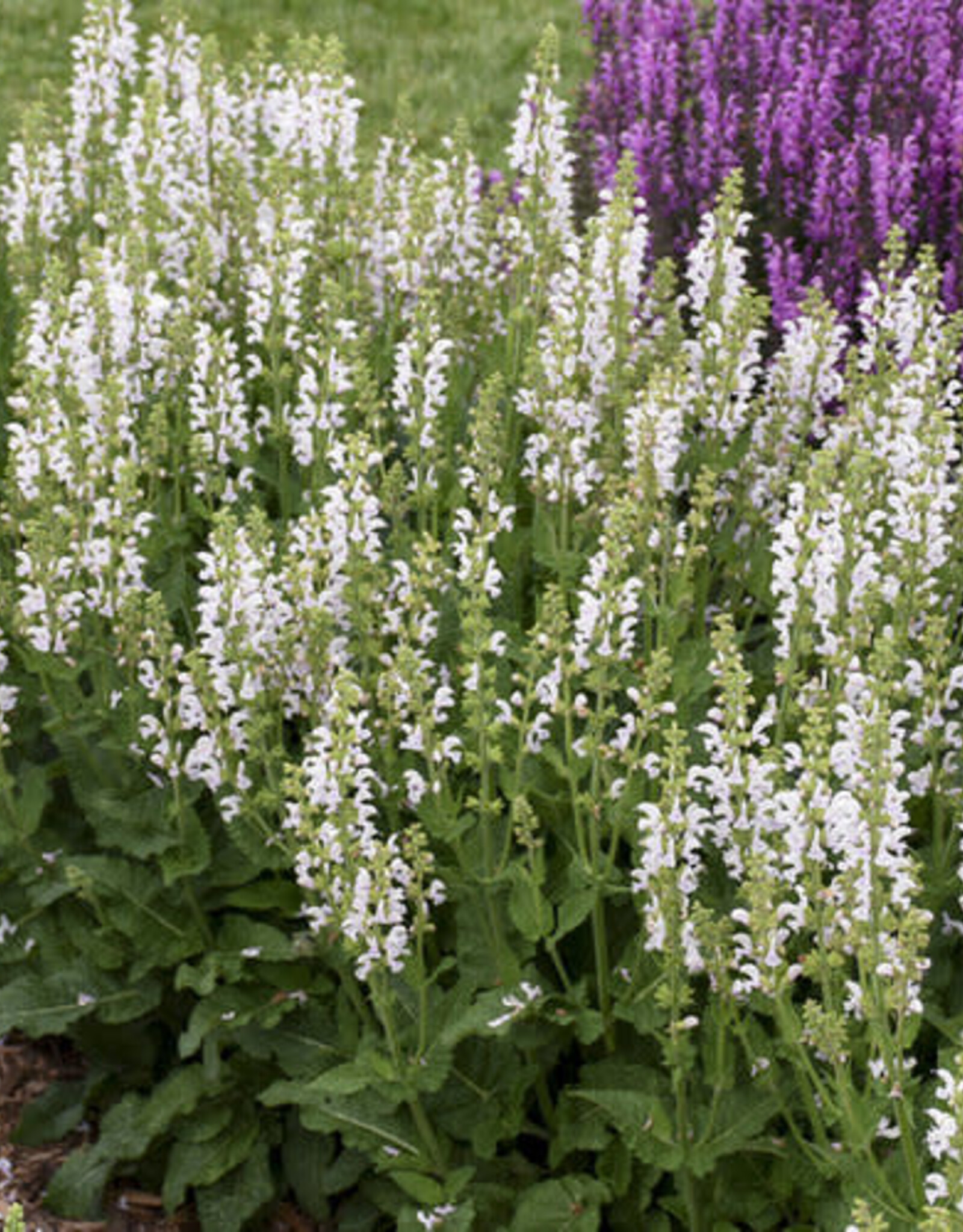 Proven Winners Salvia Color Spires Snow Kiss 1 gal
