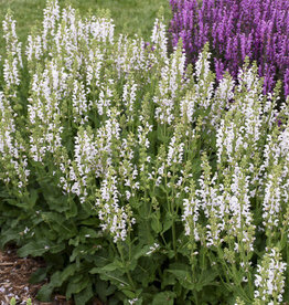 Proven Winners Salvia Color Spires Snow Kiss 1 gal