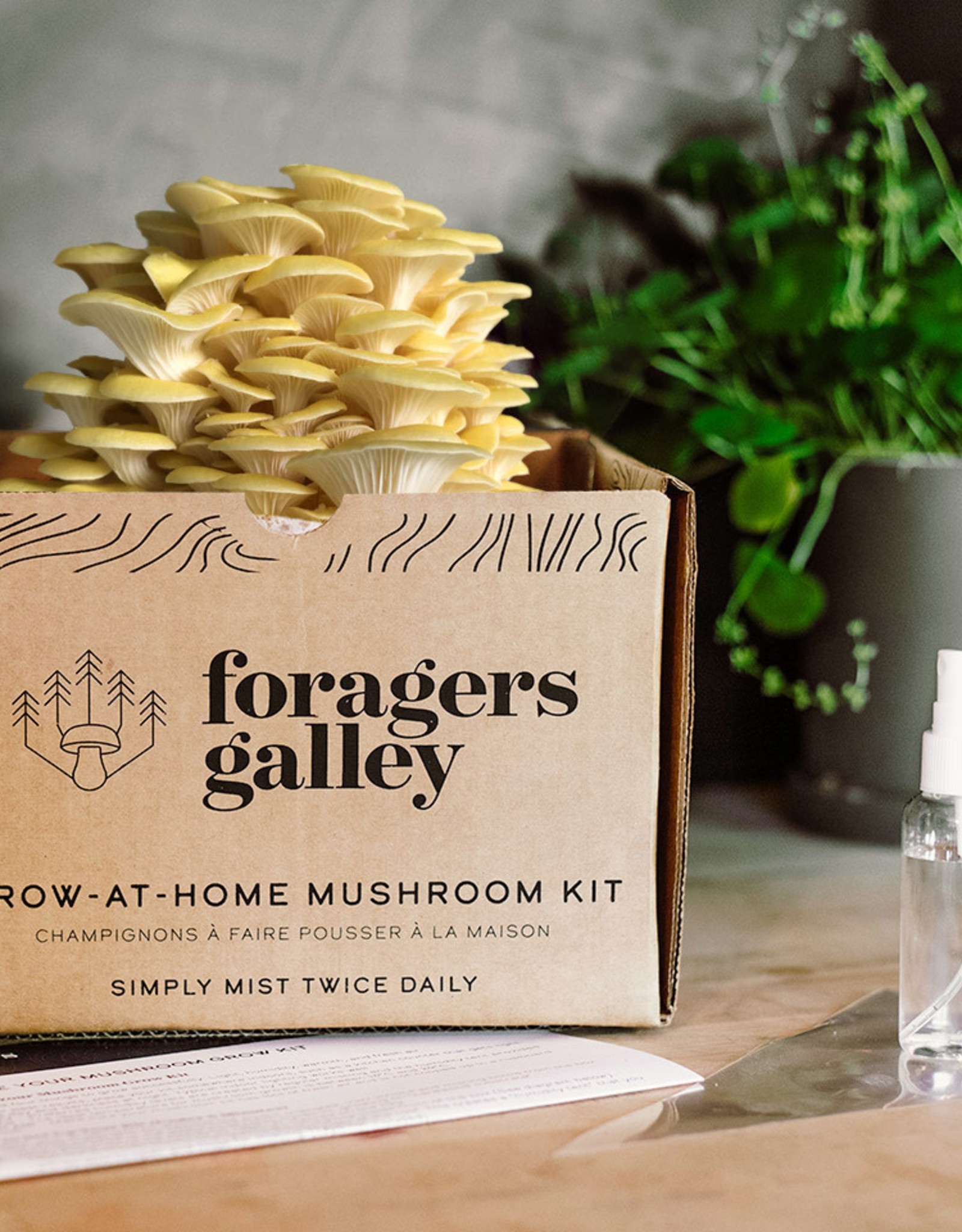 Mushroom Growing- Golden Oyster Grow Kit