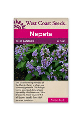 West Coast Seeds Blue Panther Catmint F1 (20 Seeds)