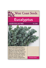 West Coast Seeds Silver Dollar Tree Eucalyptus (20 Seeds)