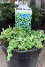 String Of Pearls 4 inch
