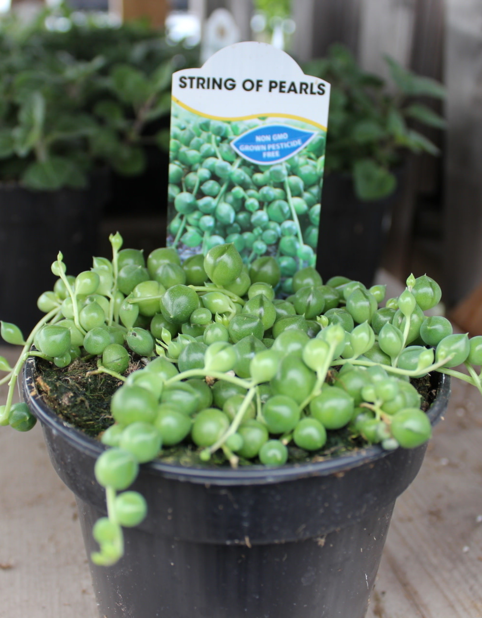 String Of Pearls 4 inch