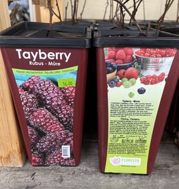 Tayberry 1 gal