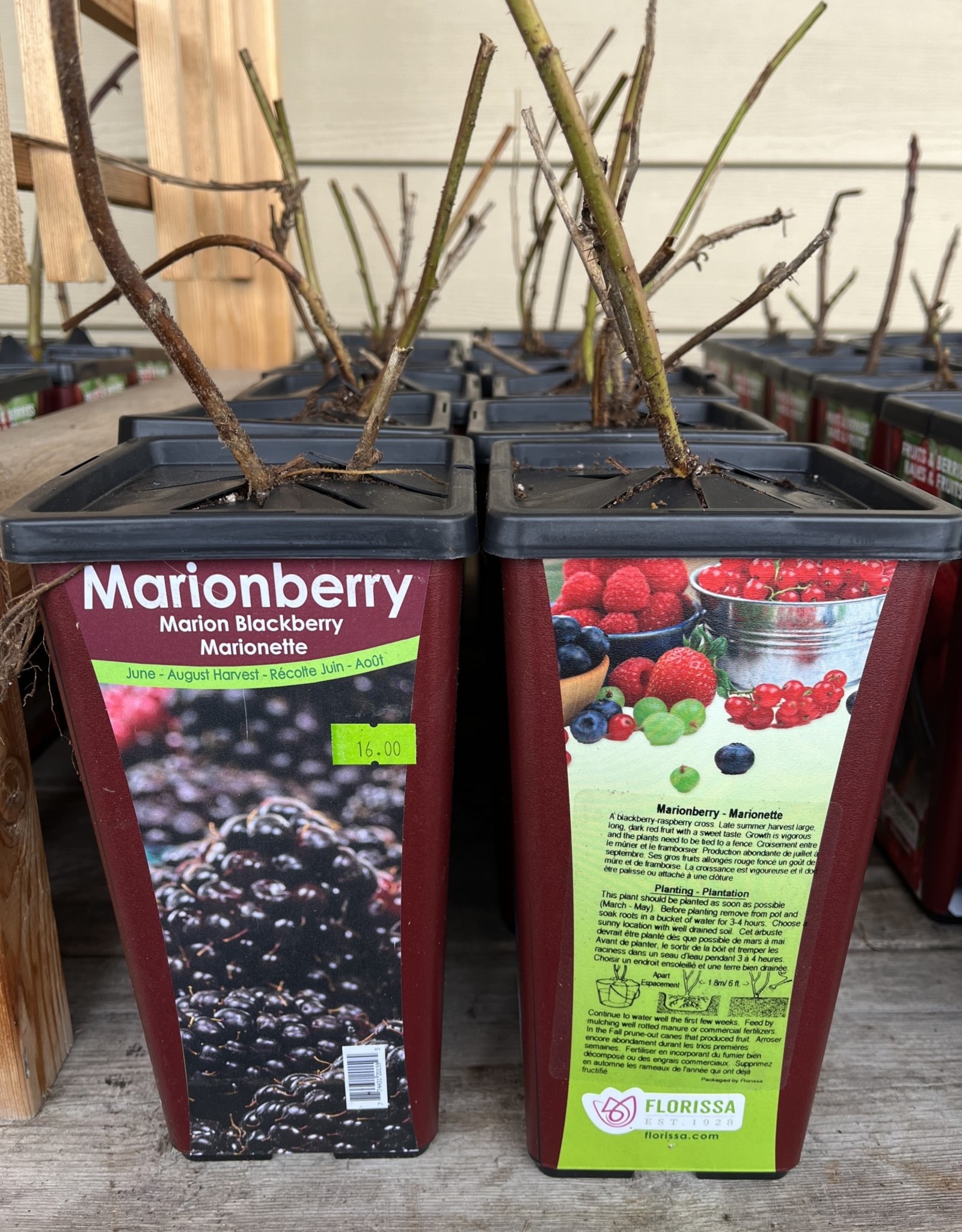 Marionberry 1 gal