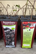 Boysenberry Thornless 1 gal