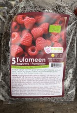 Raspberry Tulameen Summerbearing - Package of 5 Canes