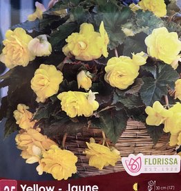 Begonia Double Pendula Yellow - Per Bulb