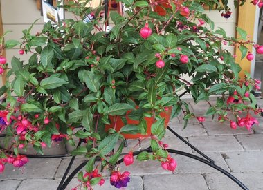 Annual Plants