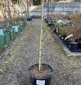 Acer palmatum Waterfall - Japanese Maple