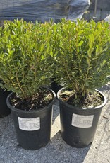 Boxwood - Buxus - Green Gem